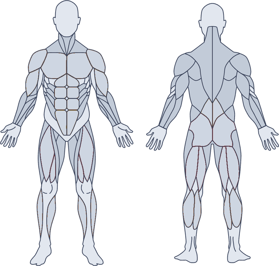Mapa muscular de frente e de costas